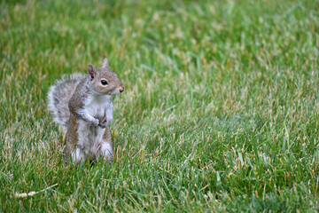 Poster - Closeup shot of a cute squirrel on the grass