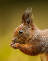 Wall Mural - The Eurasian red squirrel (Sciurus vulgaris) portrait from the side. Beautiful autumn colors, delicate background. Shallow depth of field.