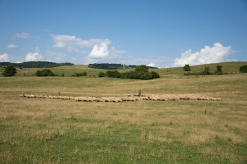 Wall Mural -  a shepherd with herd of sheeps in  Romania 