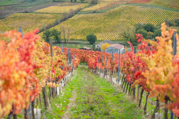 Wall Mural - Autumn in Umbria