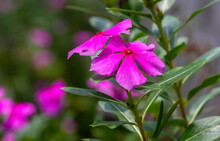 Catharanthus Roseus Flower, Shallow Focus, Commonly Known As The Madagascar Periwinkle Or Rose Periwinkle Or Rosy Periwinkle