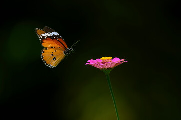 Wall Mural - a butterfly is flying on a beautiful flower