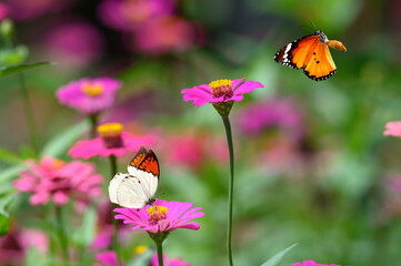 Wall Mural - a butterfly is flying on a beautiful flower