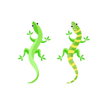 Gecko Or Lizard Vector Illustration