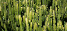 Cactus Backdround, Cacti Design Or Cactaceae Pattern.