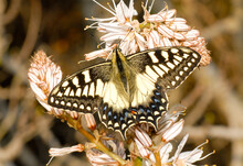 Papilio Hospiton Su Asfodelo