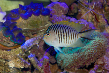 Wall Mural - Male Swallowtail or Blackspot Angelfish - Genicanthus melanospilos - a tropical marine fish