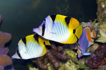 True Falcula Butterflyfish, Chaetodon falcula, also known as black-wedged, or saddle back butterflyfish, from the Indian Ocean