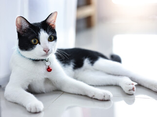 Portrait of a beautiful domestic cat close up.	