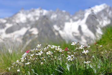 Wall Mural - Flowers growing in the mountain meadow. Summer landscape with Mont Blanc massif (Monte Bianco) at the background. Aosta Valley, Italy.