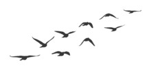 Flock Of Flying Birds. Vector Silhouette Birds Clipart