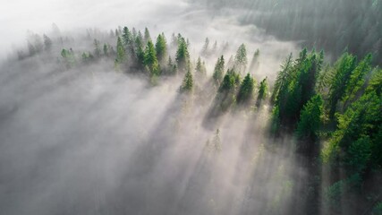 Fototapete - Sun rays break through the pine trees. Sunny foggy morning in the forest and mountains. Magical forest landscape.