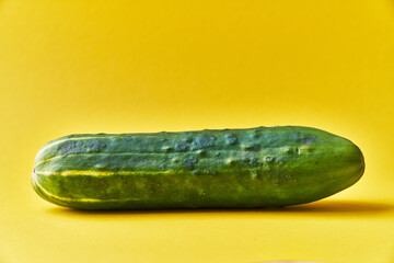  Single cucumber on a yellow background