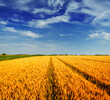 Wheat field against a blue sky	