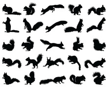 Black Silhouettes Of Squirrels  On A White Background