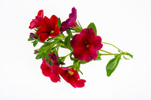 Branch With Purple Flowers Of Surfinia, Petunia On White Background. Studio Photo