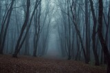 Fototapeta Krajobraz - fog in the forest