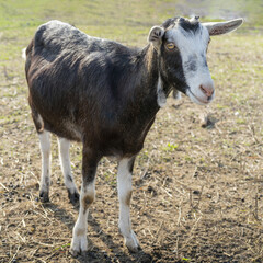 Sticker - Closeup shot of a pet goat in the farmyard