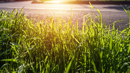 Wall Mural - Spring or summer and grass field with sunny background.