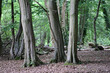 Hornbeam tree large woodland coppice stools