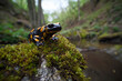 Fire salamander at moss stone