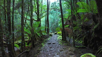 Wall Mural - Moving through Tasmania forest by walkpath nature trail. Australia wildlife