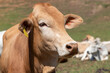 head of brown Nelore cattle on the farm