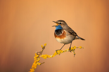 Sticker - Bluethroat bird close up ( Luscinia svecica )