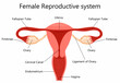 Female reproductive system with labelled parts on white background isolated vector illustration, Internal view of the uterus, flat design
