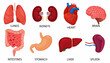 Human internal organs set. Brain, heart, lungs, stomach, intestines, kidneys, liver, spleen isolated on white background, vector flat illustration