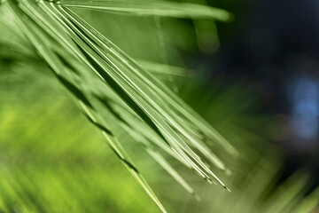 Wall Mural - Green leaves against sun light.