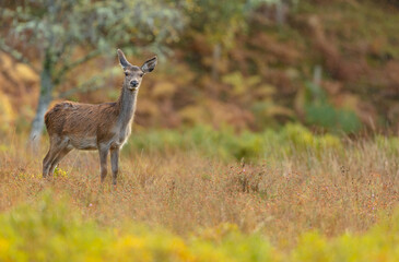 Wall Mural - Wild, native, Red Deer hind or female, stood in rainy Autumn weather in Glen Strathfarrar, Highlands of Scotland. Facing camera. Spac efor copy.  Horizontal.