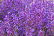 Salvia officinalis macro. Purple flowers on meadow. Medicinal herb, Meadow Clary or sage