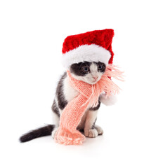 Poster - Kitten in a pink scarf and in the hat.