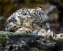 Snow Leopard Sleeping On The Rock. Latin Name - Uncia Uncia