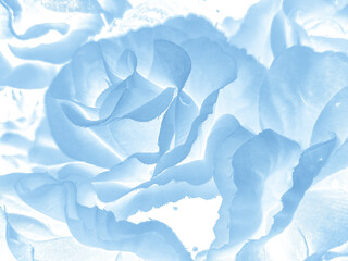 Wall Mural - Beautiful abstract light blue flowers on white background, white flower frame,  blue leaves texture, gray background, valentines day, love theme, blue gradient texture
