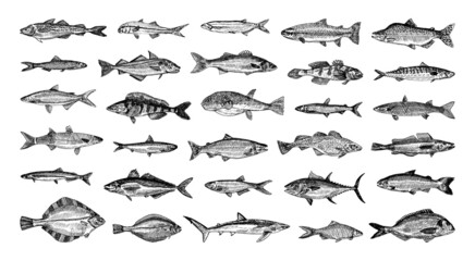 Wall Mural - Collection of monochrome illustrations of sea fish in sketch style. Hand drawings in art ink style. Black and white graphics.