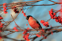 Plump Red Bullfinch Bird Sits On A Branch With Rowan Berries In A Sunny Garden Against A Blue Sky