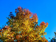drzewo jesień liście kolory niebo błękit