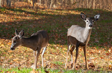 Pair Of Young Whitetail Deer