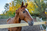 Fototapeta Konie - Beautiful Brown Horse portrait in the stable outdoors.