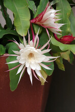 Close-up View Of The Blossoms Of A Night-blooming Cereus, Queen Of The Night Plant