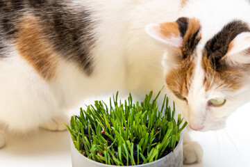 Wall Mural - Special nutritional cat grass. Concept, Taking care of your pet's health, Cat eating grass