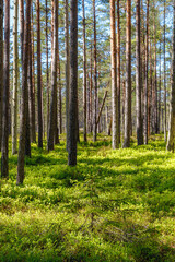 Inside the Nothern European pine forest