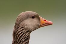 Goose Head With Brown Feathers In Close-up