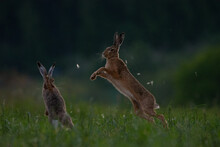 Fighting Brown Hares In A Meadow