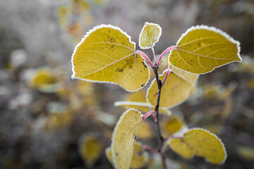 Yellow Aspen tree leaves, or Eastern cottonwood foliage in the autumn forest, selective focus on the foreground.
