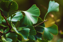 Close-up On Ginkgo Biloba Green Fresh Leaves. Autumn Concept Background. Healing Plant, Alternative Chinese Medicine