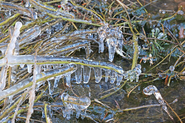 Poster - Ice on leaves in winter	