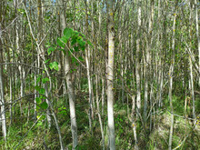 Forest Thickets Of Small Trees And Bushes. Impenetrable Thicket. Temperate Jungle